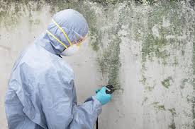 Forensic Mold Investigation in Chelsea, MA